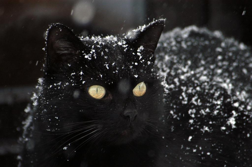 Friday’s Findings: The Cat and the&nbsp;Snowflake